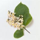 El benjuí simboliza el alma pura y los antiguos lo utilizaban para alejar espíritus malignos. Sus propiedades son muchas: transmite sensación de bienestar en momentos de tristeza y depresión, alivia estados de agotamiento emocional y otros b...