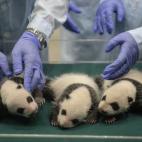 Los expertos han revisado su estado de salud (28/08/2014).