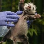 Un cuidador del Chimelong Safari Park sujeta a uno de los hermanos (28/08/2014)