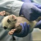 Los pandas han sido sometidos a un examen médico al cumplir un mes de vida (28/08/2014).