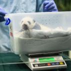 Imagen del reconocimiento al cumplir un mes de vida (28/08/2014).