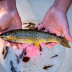 Trucha