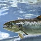 Salmón del Atlántico