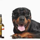 Con lo que nos gusta la cerveza... ¿por qué no va nuestro mejor amigo a disfrutarla también? Eso debió pensar la holandesa Gerrie Berendsen cuando pidió a Schelde, una pequeña destiladora, que creara la Kwispelbier para poder beberla con s...