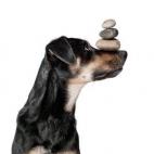 Aunque los animales de compañía molan mucho, no todos se los pueden costear. Pero hasta los que no tienen un duro se pueden permitir tener una roca mascota. Como dicen en la web donde puedes comprarla, es "la única mascota que no tendrás que...