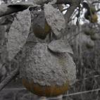 Naranjas cubiertas de ceniza