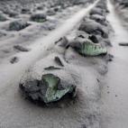 Coles cubiertas de ceniza