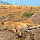 Seguro que siempre has querido ir de safari y descubrir la increíble fauna que hay en parques como el keniata Masai Mara: leones, jirafas, elefantes, cebras, antílopes... La naturaleza en su máximo exponente te está esperando a unas pocas ho...