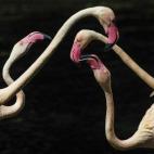 Flamencos en una reserva natural en Panyu, Guangdong (China).