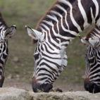 Varias cebras se alimentan en el zoo de Muenster, Alemania.