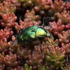 Un escarabajo dorado trepa por una planta en un jardín de Moscú, Rusia.