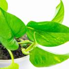 Hipersalivaci&oacute;n, v&oacute;mitos, diarreas con sangre, s&iacute;ntomas respiratorios y renales.