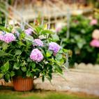 Da&ntilde;os oculares, dermatitis, trastornos digestivos, renales, deshidrataci&oacute;n o dolor abdominal.