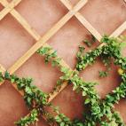 Hipersalivaci&oacute;n, v&oacute;mitos, diarreas con sangre, s&iacute;ntomas respiratorios y renales.