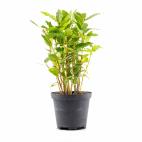 Da&ntilde;os oculares, dermatitis, trastornos digestivos, renales, deshidrataci&oacute;n o dolor abdominal.