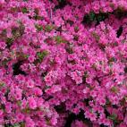 Da&ntilde;os oculares, dermatitis, trastornos digestivos, renales, deshidrataci&oacute;n o dolor abdominal.