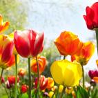 V&oacute;mitos, diarrea e insuficiencias renales.