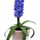 V&oacute;mitos, diarrea e insuficiencias renales.