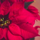 Tos, salivaci&oacute;n excesiva y babeo; irritaci&oacute;n y lagrimeo o lesiones cr&oacute;nicas en el pulm&oacute;n y el ri&ntilde;&oacute;n.