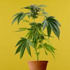 S&iacute;ntomas psicoactivos, con una fase de euforia seguida de una de sedaci&oacute;n y apat&iacute;a.