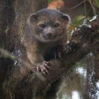 Descubierto en Ecuador, este mamífero carnívoro arbóreo pertenece a la familia de los Procyonidae, como los mapaches y los coatíes. Es el primero hallado en el hemisferio occidental en 35 años. Más fotos de olinguitos y de cachorro de olin...