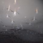 La 'Edwardsiella andrillae' fue descubierta el año pasado bajo un glaciar de la Antártida. Es la primera anémona hallada capaz de vivir en el hielo.