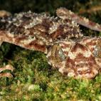 De la misma familia que las salamanquesas, este gueco localizado en Australia se mimetiza como pocos animales con su entorno. Sólo se han encontrado unos pocos ejemplares en una zona muy reducida del este australiano.