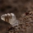 El 'Zospeum tholussum', localizado en Croacia, vive en las profundidades de una cueva, a casi un kilómetro de la superficie. No tiene ojos ni pigmentos que cubran su caparazón. Tampoco los necesita.