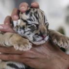 Un cachorro de tigre en las manos de su cuidador. El pequeño felino permanece en la incubadora de un parque natural de la provincia de Yunnan (China).