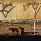Caballos junto a una portería del barrio humilde de Mare, en Río de Janeiro.