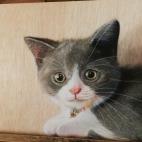 5c8b19602400006d054cd743