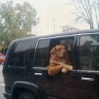 (Vía Animals Doing People Things)