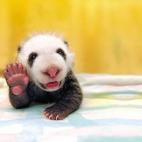 ¡Hola! (Via Animals Posing Like People)