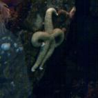 (Vía Blame It On The Voices)