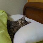 (Vía Animals Doing People Things)