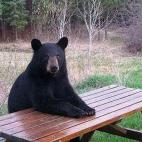 (Vía Animals Doing People Things)