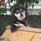 (Vía Animals Posing Like People)