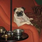 (Vía Animals Doing People Things)