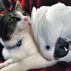 Si le rascas a un gato detrás de la oreja será tu amigo para toda la vida. Pero, ¿y si quien le rasca tiene plumas, pico y patas de pájaro? Esto no pareció a importarle a Lucky, un gatito abandonado y rescatado por una pareja de Georgia. Un...