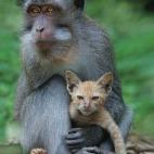 Hay un bosque sagrado en la ciudad de Ubud, en la isla indonesia de Bali, donde los monos acampan a sus anchas entre las piedras y un viejo templo hindú. Uno de esos macacos desvió su instinto protector y dio cobijo bajo sus brazos a un gatito...