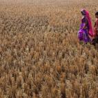 Dos mujeres se dirigen al templo para acudir a la celebración de Gadhimai en Bariyarpur, Nepal. Este año han participado más de dos millones de personas. La festividad, que se celebra cada cinco años, consiste en el mayor sacrificio de anima...