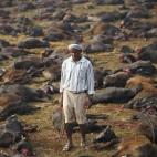 Un carnicero sostiene el cuchillo con el que ha sacrificado a los búfalos que yacen a su alrededor. Esta ceremonia forma parte de la festividad nepalí de Gadhimai Mela en Bariyapur. Activistas y ecologistas de todo el mundo se han manifestado ...