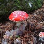 Dicen los expertos micólogos que el otoño es el momento clave para salir a buscar setas. Si nunca lo has hecho, no te preocupes, encuentra a alguien que entienda para que te acompañe y disfrutar así de las mejores setas que has probado en tu...