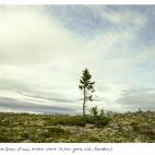 Spruce Gran Picea #0909 - 11A07 (9.550 años; Fulufjället, Suecia). Este árbol con más de 9.550 años de edad es un retrato del cambio climático. La masa de ramas que está más próxima a la tierra, creció de la misma forma durante aproxi...