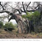 Pafuri Baobab #0707-1335 (Más de 2.000 años de vida; Kruger National Park, Sudáfrica). Este baobab vive en la reserva natural de Kruger en Sudáfrica y para visitarlo es necesario ir acompañado de un escolta armado. Los baobabs tienden a que...