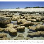 Stromatolites #1211-0512 (2.000-3.000 años; Carbla Station, Oeste de Australia). Los estromatolitos son organismos que están vinculados a la oxigenación del planeta desde hace 3.500 millones de años, en los inicios de la vida en la Tierra.