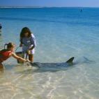¿Has dado de comer a un delfín salvaje? En esta playa australiana puedes, porque llevan acercándose desde hace 50 años a muy poca profundidad. Según la leyenda local, la costumbre comenzó cuando la mujer de un pescador de la zona los empez...