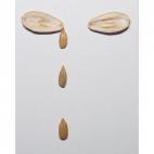 5c8af4782300005300e76f83