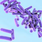 Pseudomonas aeruginosa