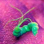 Helicobacter pylori